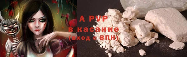 шишки Корсаков